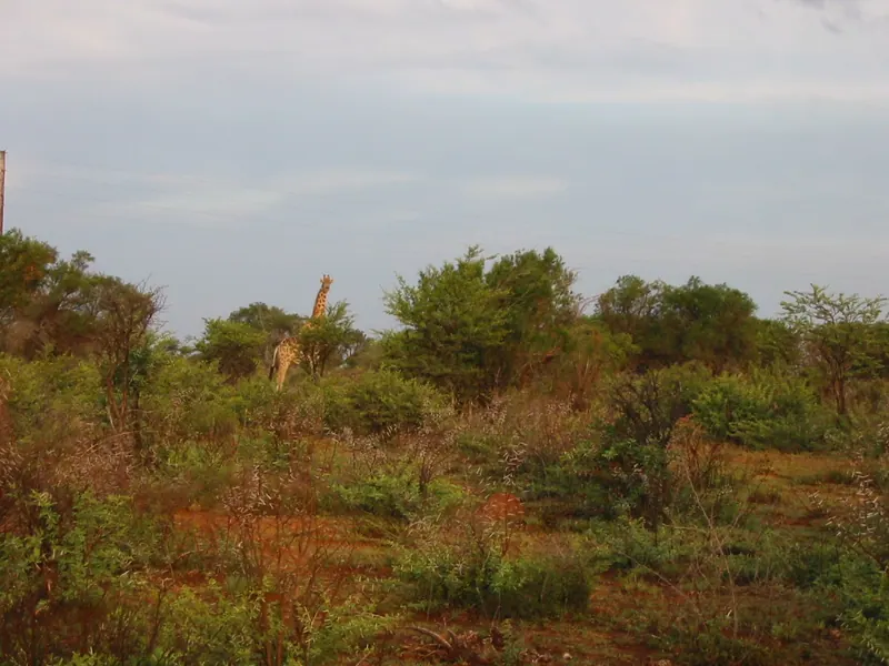 Troop Camp to Mafikeng 2002, photo 4