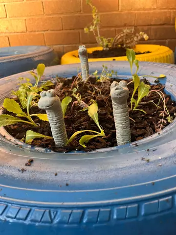 Pollinator garden, phase two