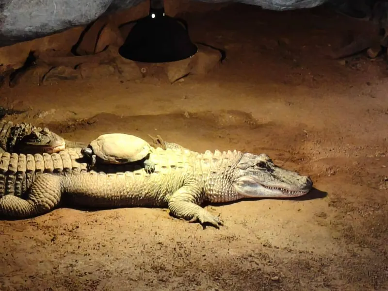 Outing to Pretoria Zoo, photo 3