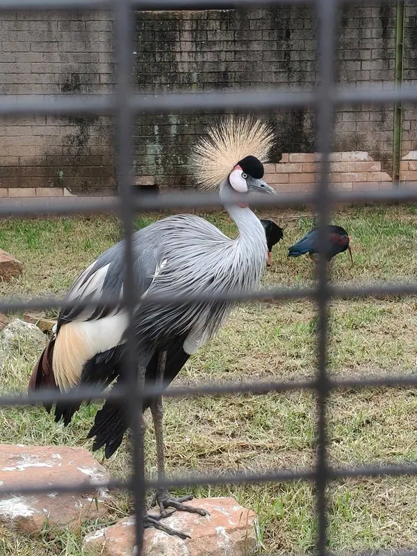 Outing to Pretoria Zoo, photo 6